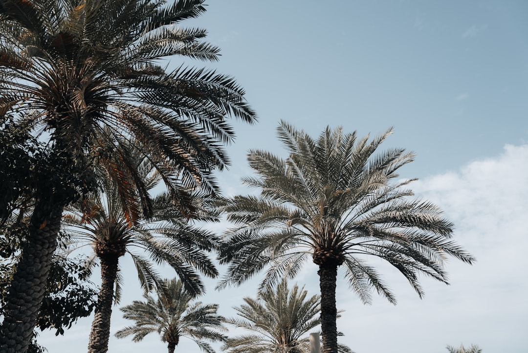 Abu Dhabi Beach & Waterfront Private Tour