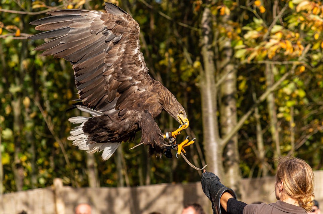 Desert Falconry Wildlife Tour