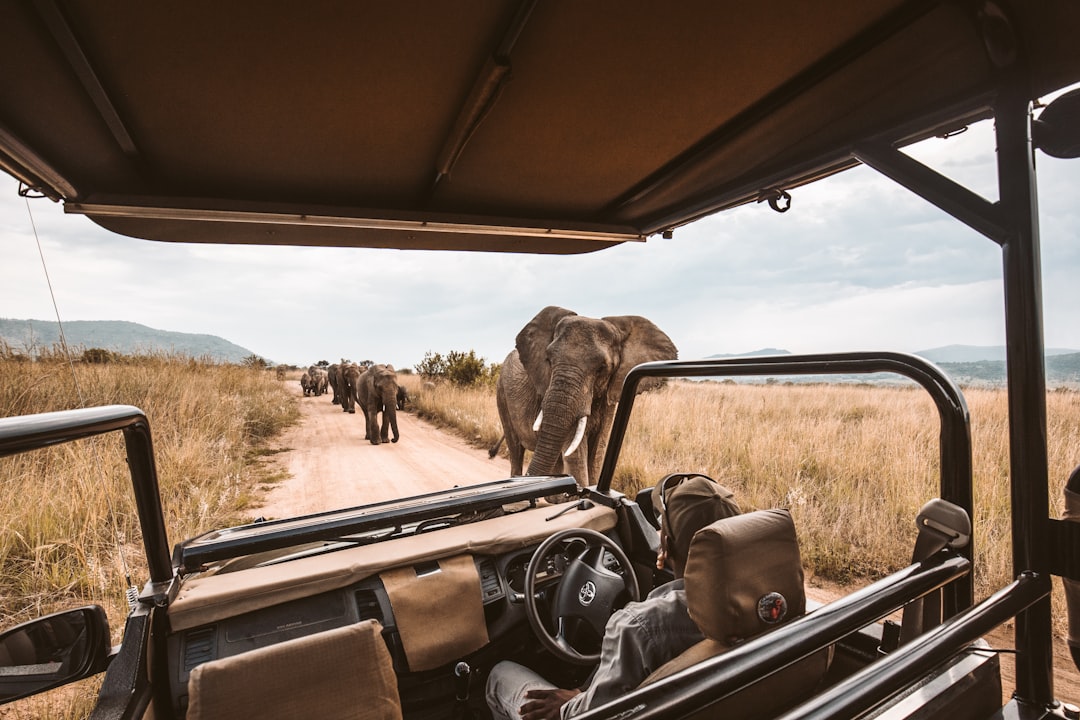 Value vs Premium Safari