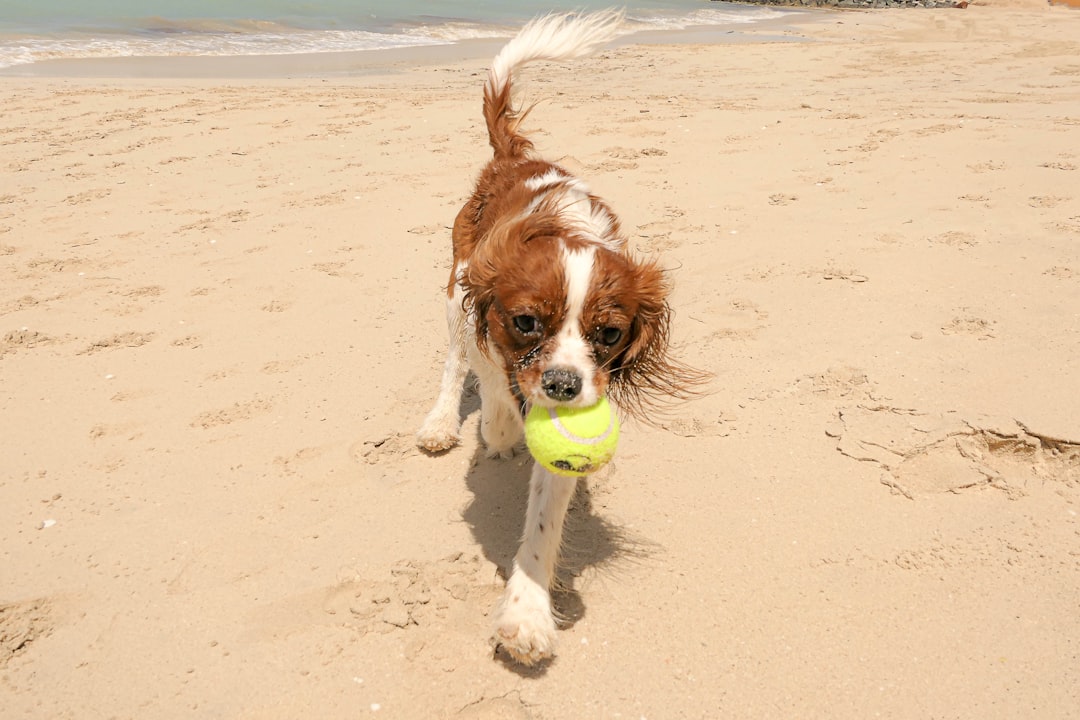 Dog-Friendly Places Dubai – Experience Guide