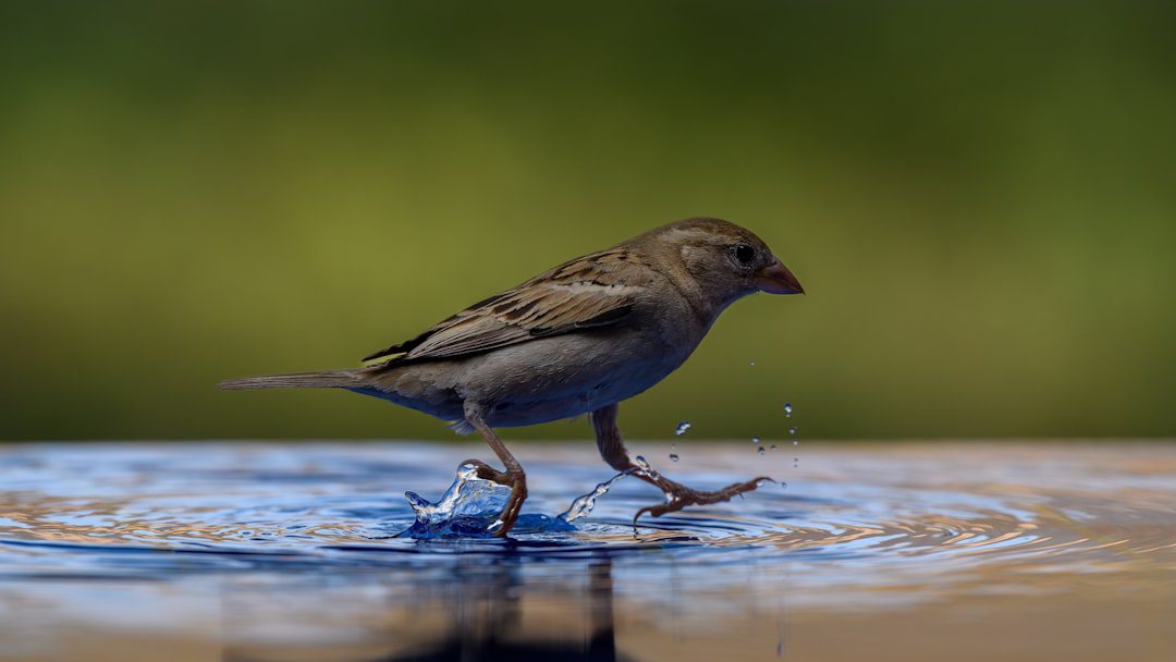 Best Birdwatching Spots UAE – Experience Guide