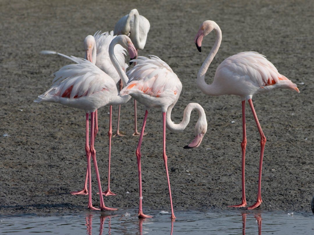 UAE Wildlife Conservation Tours