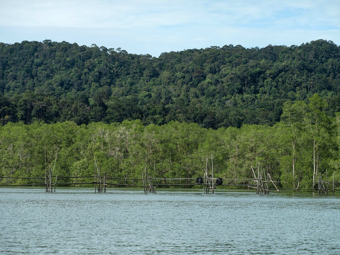 UAE Mangrove Conservation Tours