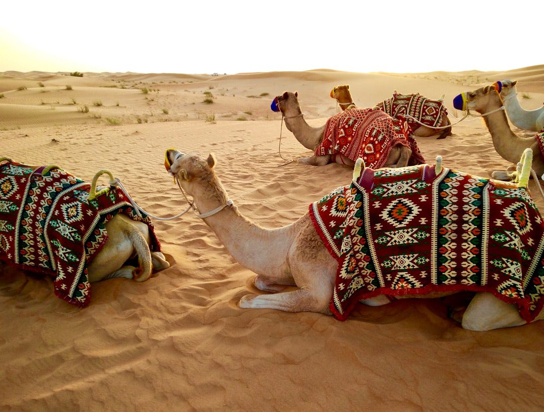 Luxury Desert Safari Dubai – Experience Guide