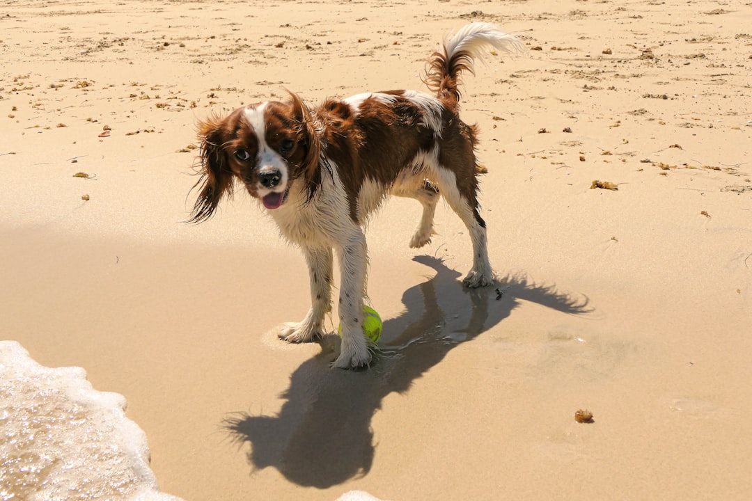 Pet-Friendly Accommodations Dubai – Complete Guide 2025
