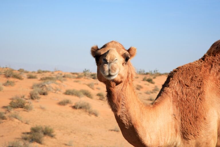 Camel Rides During Pregnancy – Complete Dubai Guide - TripHabibi Dubai Tour Guide