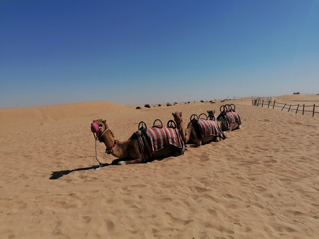 Camel Rides During Pregnancy – Complete Dubai Guide - TripHabibi Dubai Experience