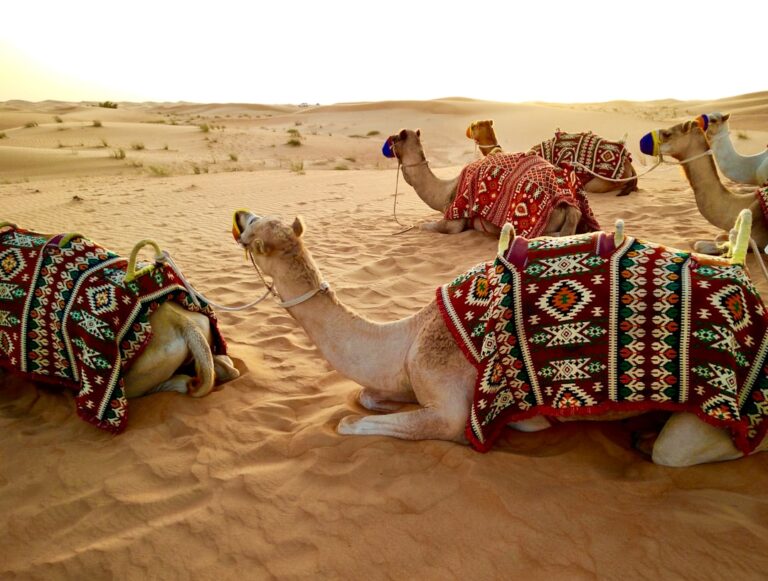 Desert Safari Dubai Experience — Complete Guide - TripHabibi Dubai Tour Guide