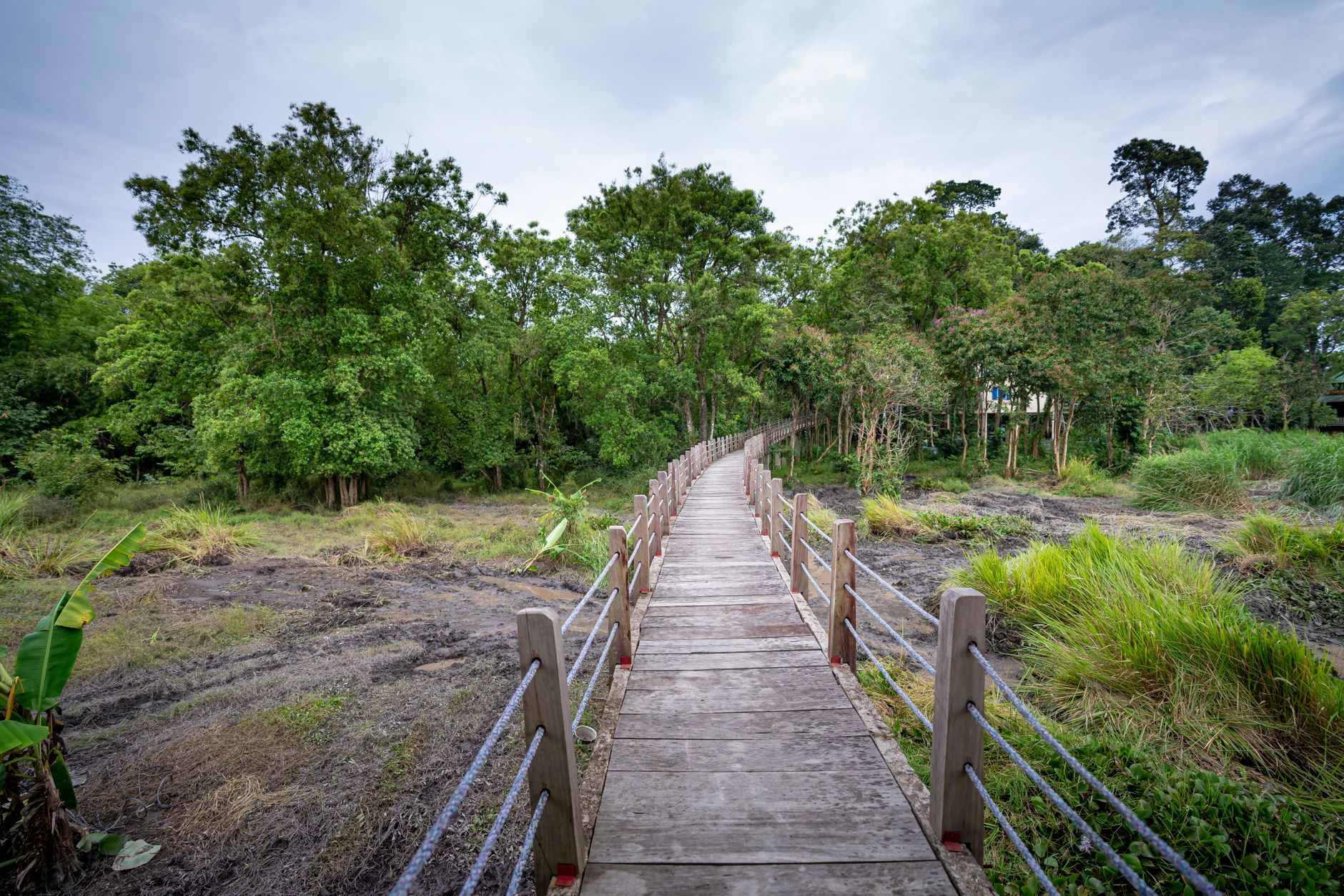 Mushrif National Park Bridge: Cycling & Hiking Guide - TripHabibi Dubai Tour Guide