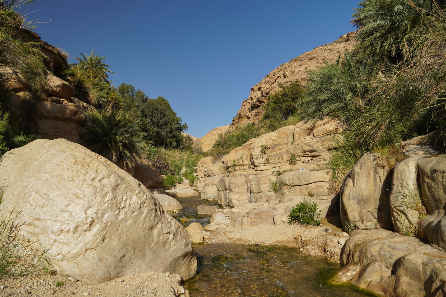 Understanding Wadi Wurayah National Park — Wadi Wurayah Visitor Guide: Explore the UAEs First Natural UNESCO Site