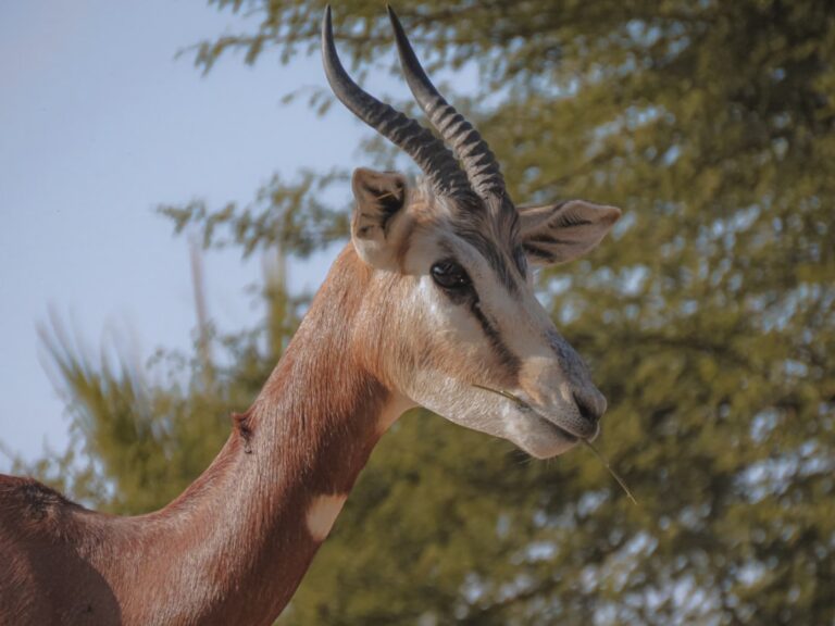 Al Ain Zoo Glow Festival: Night Visit Guide - TripHabibi Dubai Tour Guide