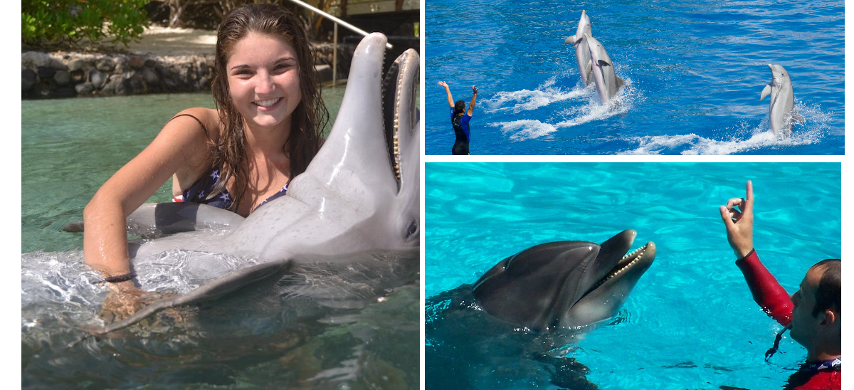 Swim With Dolphin – Atlantis The Palm