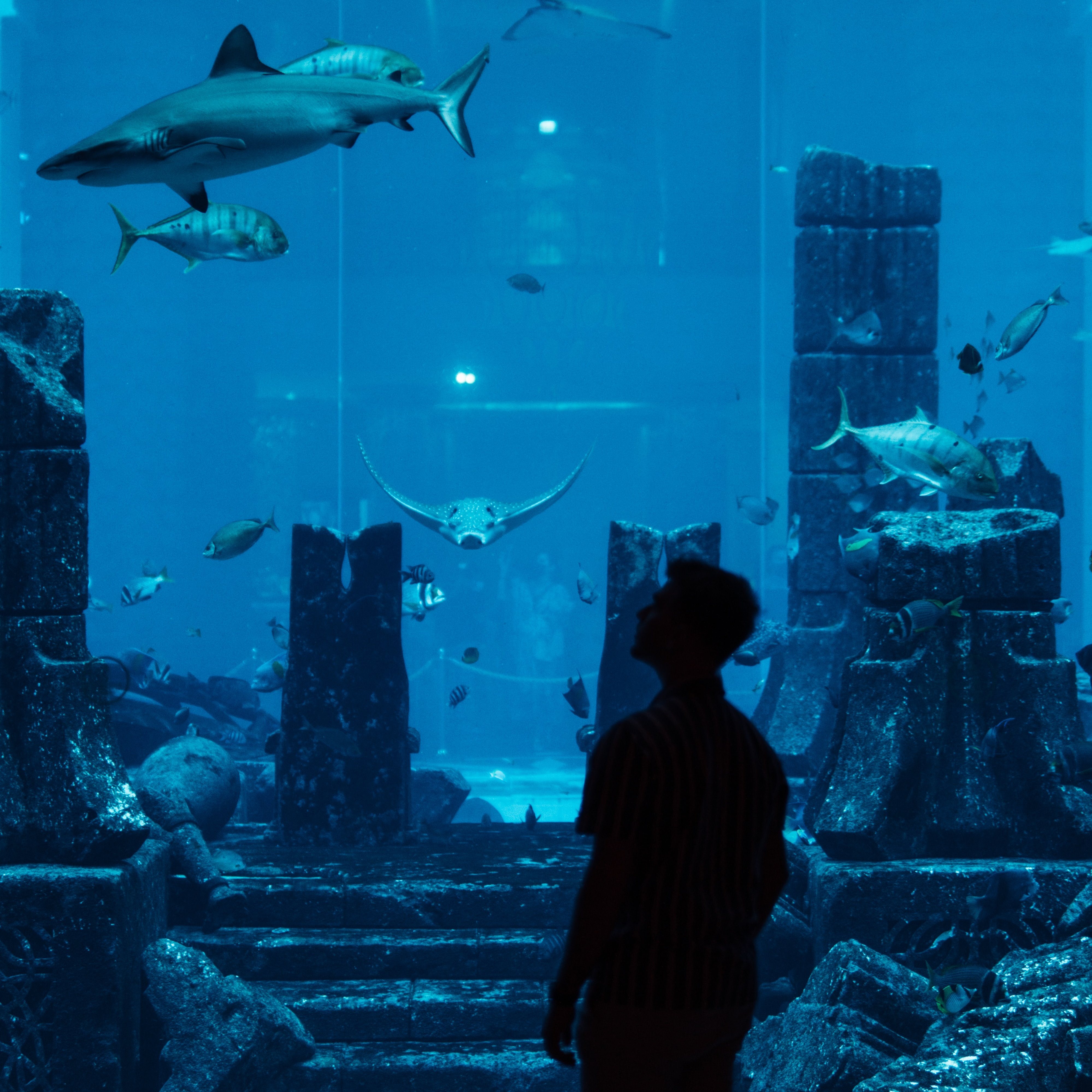 Lost Chambers Aquarium Dubai Tickets with Transfer
