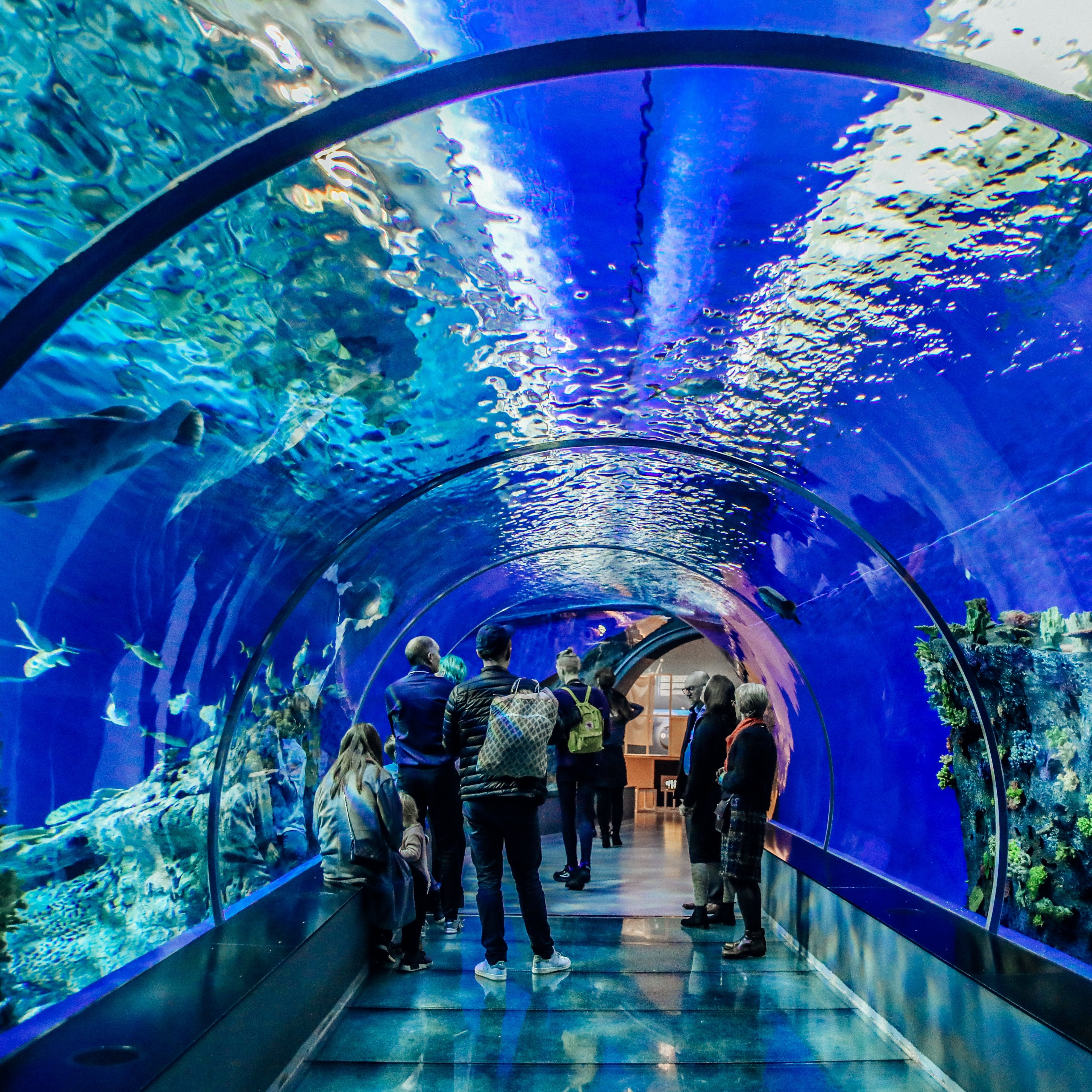 Dubai Aquarium & Underwater Zoo Ticket.