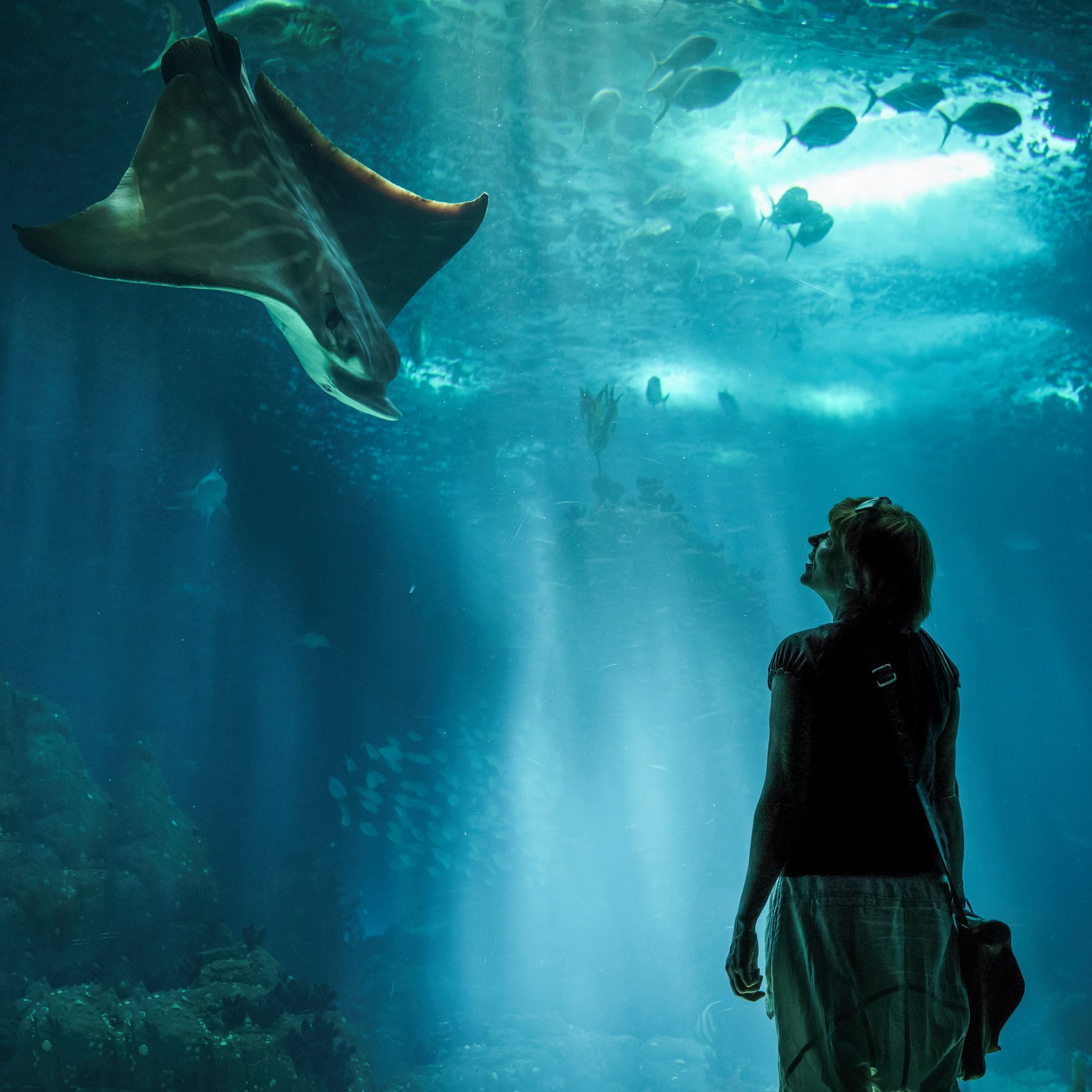Dubai Aquarium & Underwater Zoo Ticket.